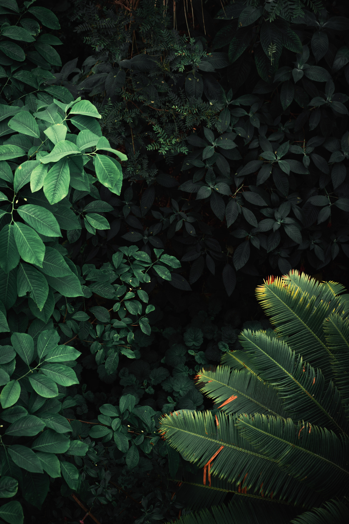 Jungle